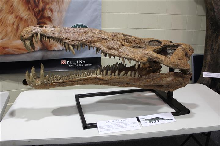 Dawson fossils